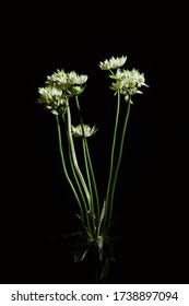 Attēlu rezultāti vaicājumam “Rhynchospora alba leaf”