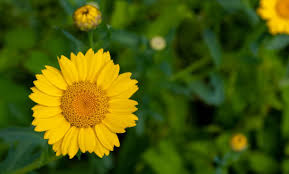 Image result for Chrysanthemum segetum