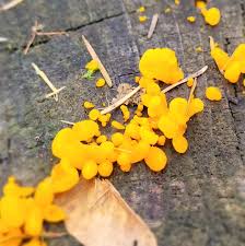 Attēlu rezultāti vaicājumam “Dacrymyces chrysospermus spores”