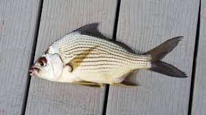 Image result for Eugerres plumieri