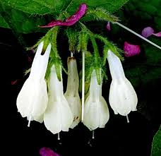 Attēlu rezultāti vaicājumam “Symphytum grandiflorum flower”