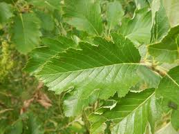 Attēlu rezultāti vaicājumam “Sorbus intermedia leaf”