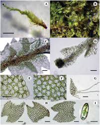 Attēlu rezultāti vaicājumam “Lophozia ascendens”