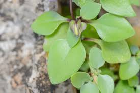 Image result for Exacum affine