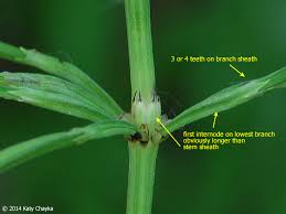 Attēlu rezultāti vaicājumam “Equisetum arvense”