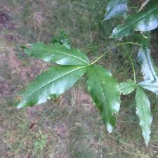 Attēlu rezultāti vaicājumam “Laburnum alpinum leaf”