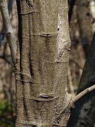 Attēlu rezultāti vaicājumam “Alnus”