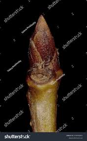 Attēlu rezultāti vaicājumam “Cerasus bud”