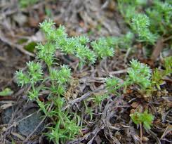 Attēlu rezultāti vaicājumam “Scleranthus annuus flower”