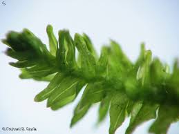 Attēlu rezultāti vaicājumam “Anomodon”