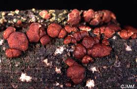 Attēlu rezultāti vaicājumam “Hypocrea rufa”