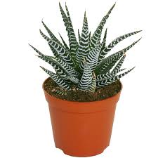 Image result for Haworthia