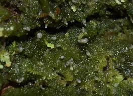 Attēlu rezultāti vaicājumam “Micarea sp.”