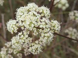 Attēlu rezultāti vaicājumam “Peucedanum oreoselinum”