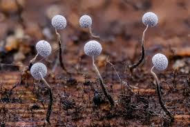 Attēlu rezultāti vaicājumam “Physarum nitens macro”