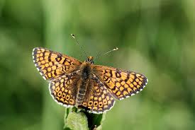 Attēlu rezultāti vaicājumam “Melitaea cinxia underside”