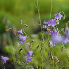 Attēlu rezultāti vaicājumam “Campanula rotundifolia”