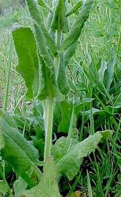 Attēlu rezultāti vaicājumam “Salvia pratensis”