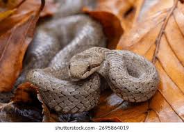 Attēlu rezultāti vaicājumam “Coronella austriaca”