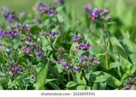 Image result for Lungenkraut