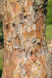 Attēlu rezultāti vaicājumam “Pinus sylvestris var. turfosa”