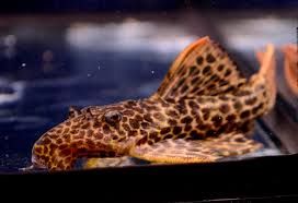 Attēlu rezultāti vaicājumam “Leocarpus sp.”