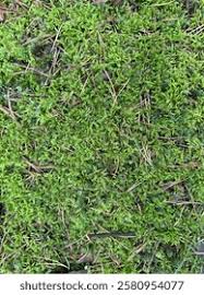 Attēlu rezultāti vaicājumam “Pleurozium schreberi”