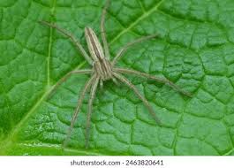 Attēlu rezultāti vaicājumam “Tibellus oblongus”