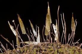 Attēlu rezultāti vaicājumam “Encalypta streptocarpa sporophyte”
