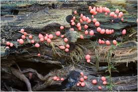 Attēlu rezultāti vaicājumam “Lycogala conicum”