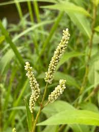 Attēlu rezultāti vaicājumam “Polygonaceae”