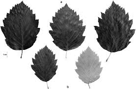 Attēlu rezultāti vaicājumam “Leiocolea collaris”