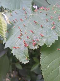 Attēlu rezultāti vaicājumam “Eriophyes padi”