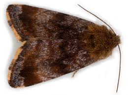 Attēlu rezultāti vaicājumam “Panemeria tenebrata”