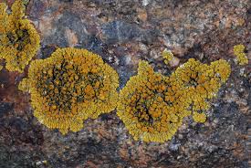 Attēlu rezultāti vaicājumam “Caloplaca scopularis”