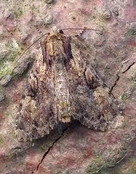 Attēlu rezultāti vaicājumam “Apamea epomidion”