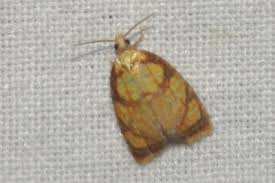 Attēlu rezultāti vaicājumam “Acleris bergmanniana”