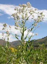 Attēlu rezultāti vaicājumam “Lepidium latifolium leaf”