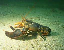 Image result for Homarus americanus