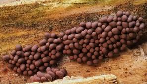 Attēlu rezultāti vaicājumam “Arcyria stipata young”