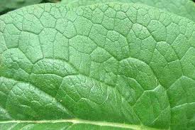 Attēlu rezultāti vaicājumam “Symphytum officinale leaf”