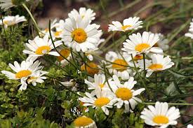 Attēlu rezultāti vaicājumam “Leucanthemum vulgare flower”