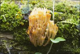 Attēlu rezultāti vaicājumam “Clavicorona pyxidata”