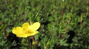 Attēlu rezultāti vaicājumam “Pentaphylloides fruticosa leaf”