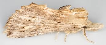 Attēlu rezultāti vaicājumam “Pterostoma palpina”