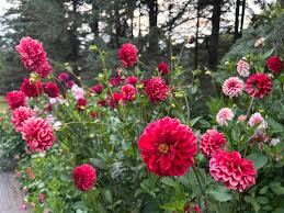 Image result for Dahlia hybrid.
