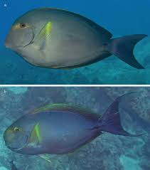 Image result for Acanthurus xanthopterus