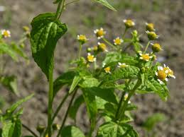Attēlu rezultāti vaicājumam “Galinsoga quadriradiata”