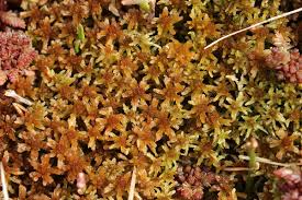 Attēlu rezultāti vaicājumam “Sphagnum fuscum”