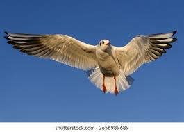 Attēlu rezultāti vaicājumam “Larus ridibundus adult”